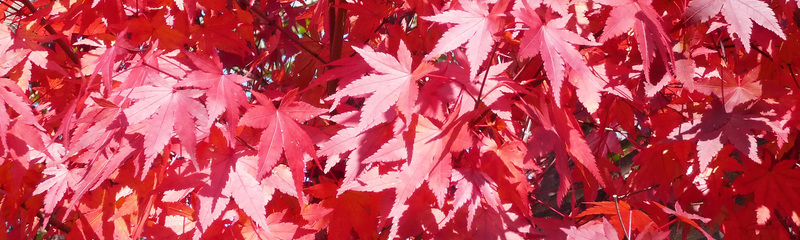 ジャムウソープ情報サイト